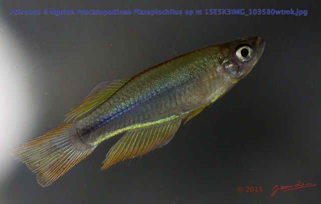 031 Poissons 4 Ngoma Procatopodinae Plataplochilus sp m 15E5K3IMG_103580wtmk.jpg